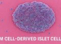 Gambar makroskopis sel pulau pulau pankreas islet yang dihasilkan dari sel punca