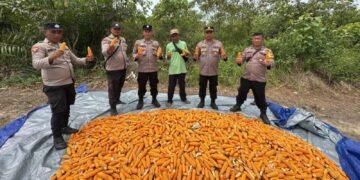 Dukung Program Nasional Ketahanan Pangan Kuartal II Tahun 2026, Polsek Sungai Sembilan Panen Jagung