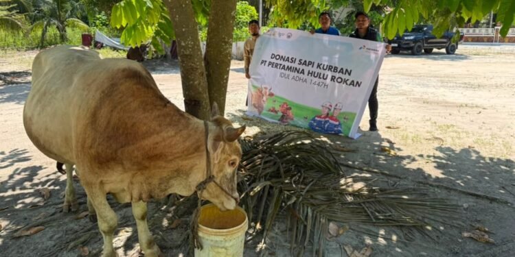 Gema Takbir di Zona Rokan: Ratusan Hewan Kurban PHR Alirkan Kebahagiaan hingga ke Pelosok Desa