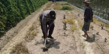Giat Bhabinkamtibmas Polsek Sungai Sembilan Dalam Mendukung Program Ketahanan Pangan Nasional