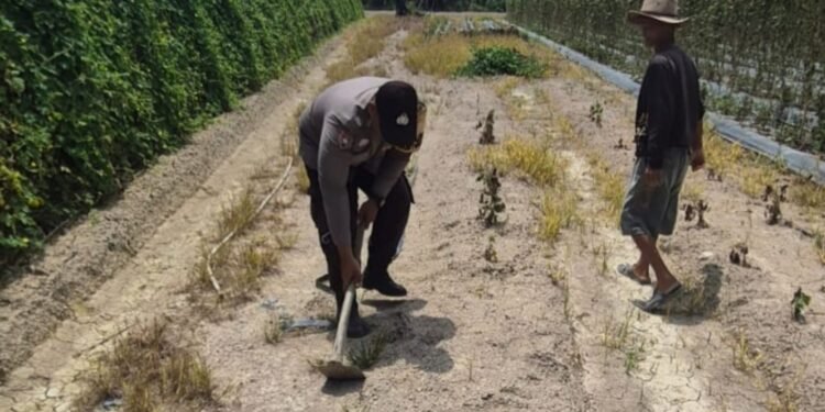 Giat Bhabinkamtibmas Polsek Sungai Sembilan Dalam Mendukung Program Ketahanan Pangan Nasional