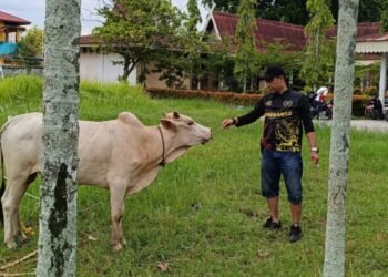 PWI Dumai Gelar Penyembelihan Hewan Kurban dan Salurkan Sembako untuk Janda Wartawan
