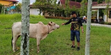 PWI Dumai Gelar Penyembelihan Hewan Kurban dan Salurkan Sembako untuk Janda Wartawan