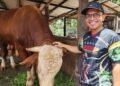 Sesuai Namanya, Samson Jadi Sapi Terberat di Dumai, Terpilih Sebagai Kurban Presiden Prabowo Tahun 2026