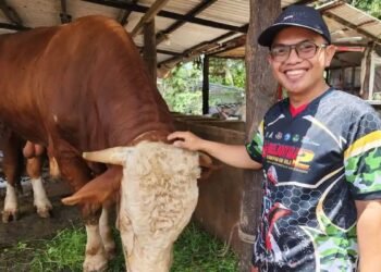 Sesuai Namanya, Samson Jadi Sapi Terberat di Dumai, Terpilih Sebagai Kurban Presiden Prabowo Tahun 2026