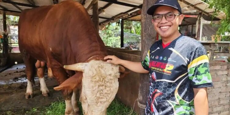 Sesuai Namanya, Samson Jadi Sapi Terberat di Dumai, Terpilih Sebagai Kurban Presiden Prabowo Tahun 2026