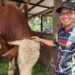 sapi terberat - Utusan Rakyat Sesuai Namanya, Samson Jadi Sapi Terberat di Dumai, Terpilih Sebagai Kurban Presiden Prabowo Tahun 2026