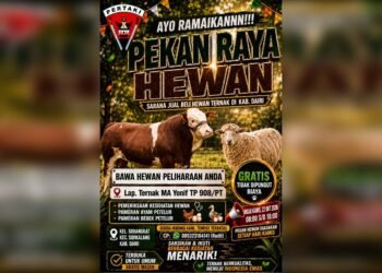 Peluang Emas Peternak! Yonif TP 908/Pertaki Hadirkan Pasar Ternak Gratis di Sidikalang